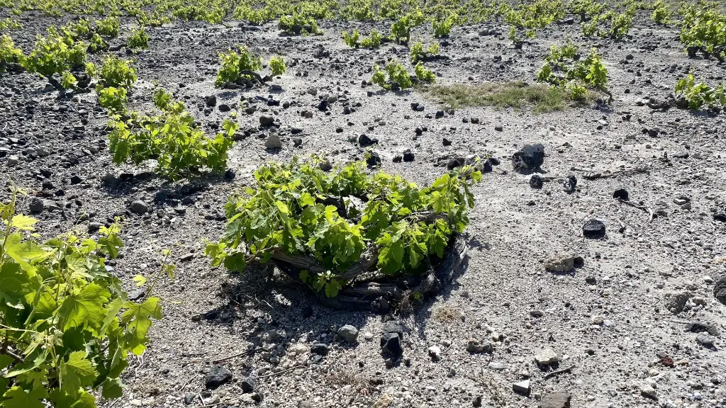 dégustation de vin à santorin