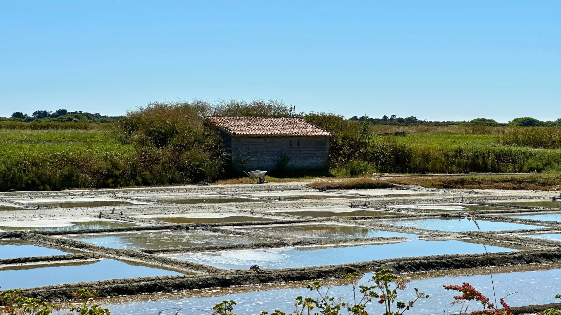 les marais salants ile de ré