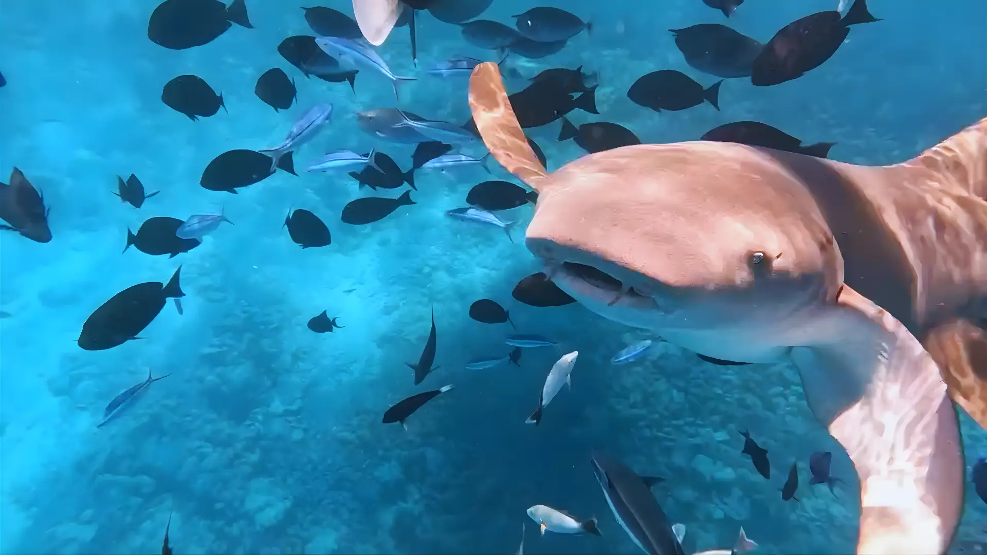 nager avec les requins fulidhoo