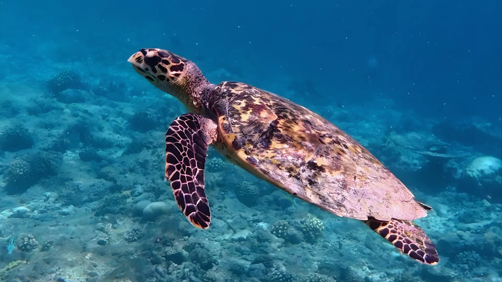 nager avec les tortues fulidhoo